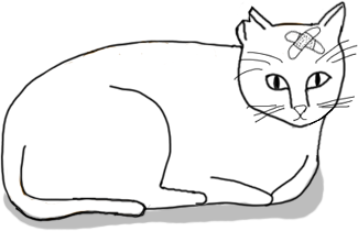 Un gato al que le falta un trozo de oreja y tiene una tirita en la cabeza. 