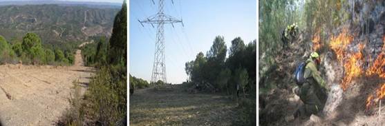 Varios ejemplos de eliminación del combustible en entorno forestal