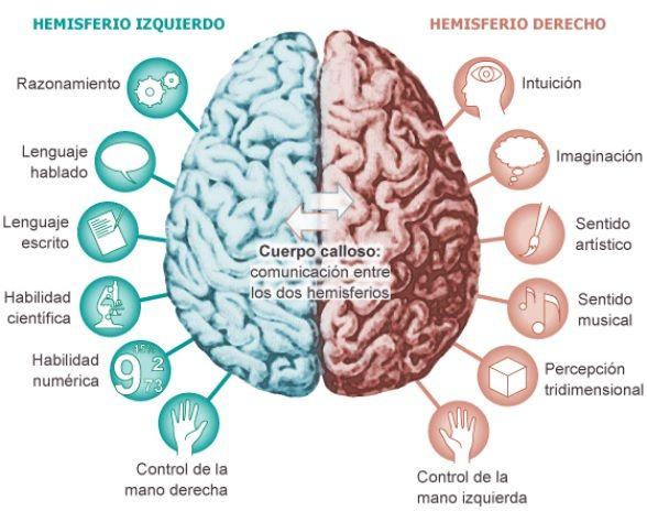 Corteza Cerebral: Descubriendo las Funciones Interiores